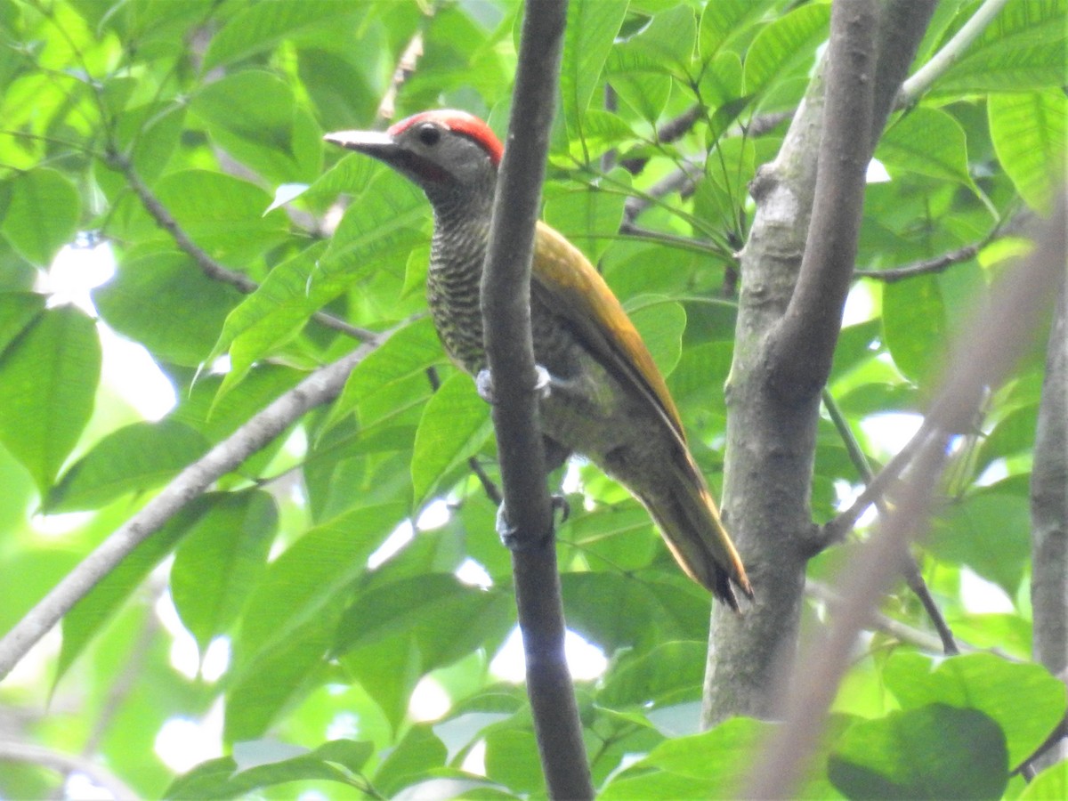 Golden-olive Woodpecker - Heidi Pasch de Viteri