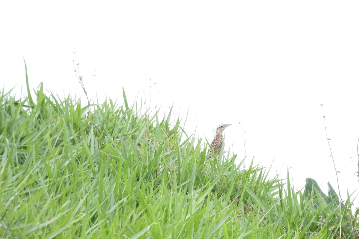 Eastern Meadowlark - Ramón David Ruiz Correa (@rada.birding)