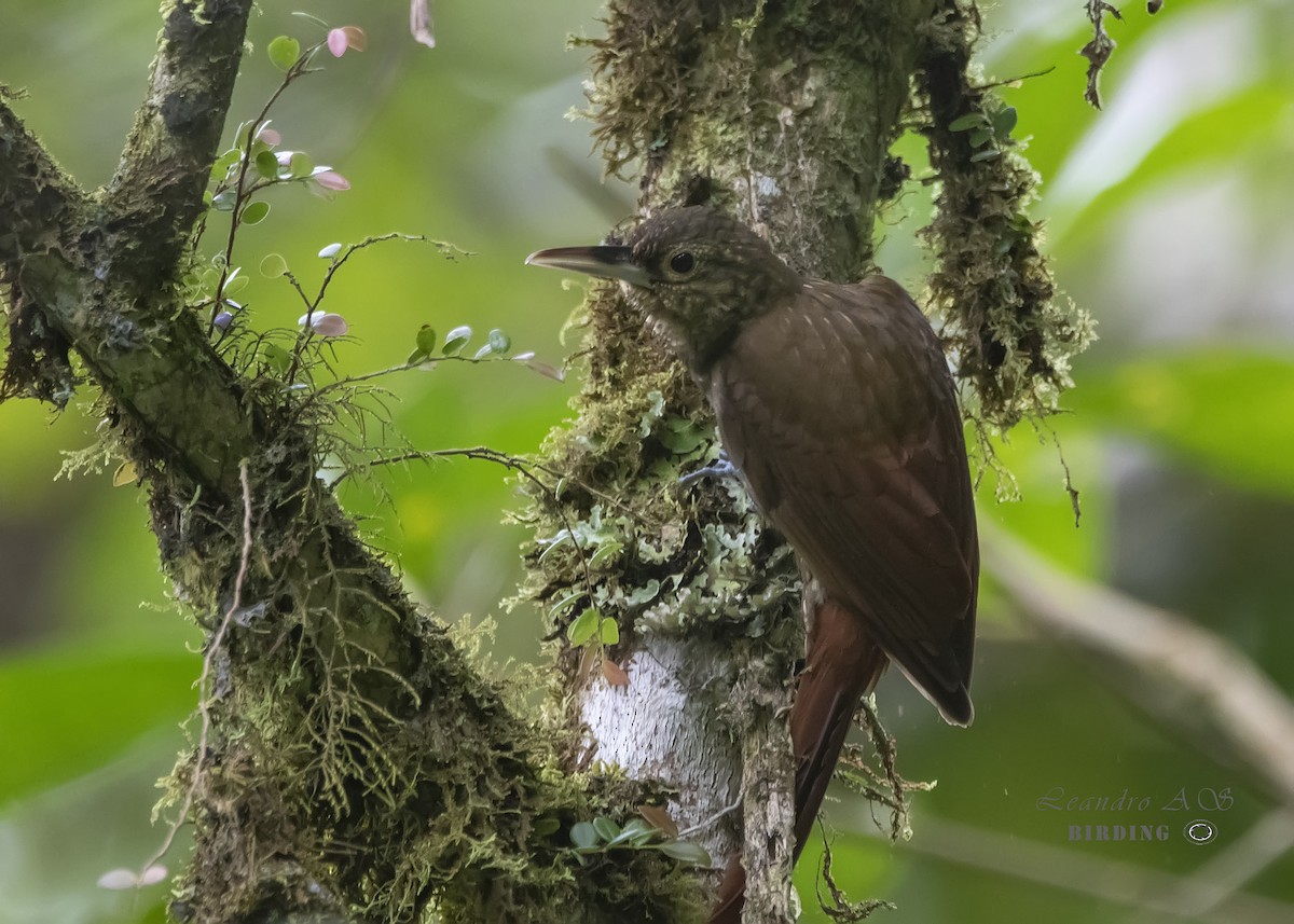 Spotted Woodcreeper - Leandro Arias