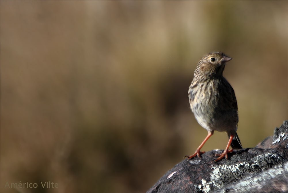 Band-tailed Sierra Finch - ML156644921