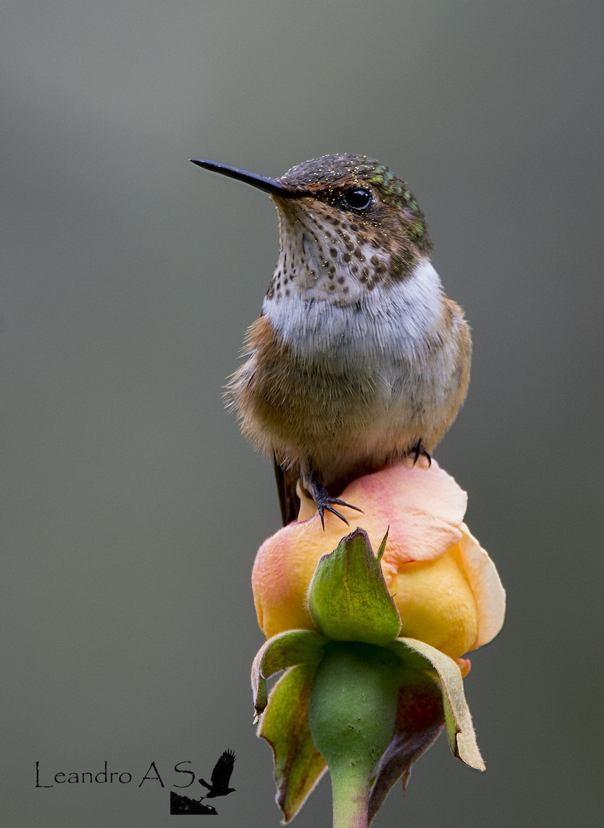 Scintillant Hummingbird - Leandro Arias