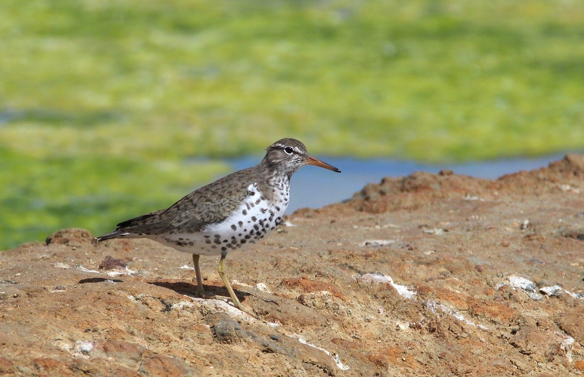 Spotted Sandpiper - Nelson Fonseca