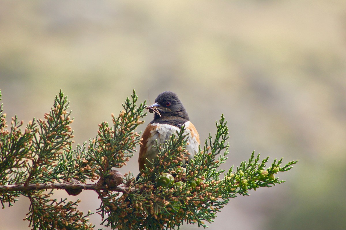 Spotted Towhee - Jessica Outcalt