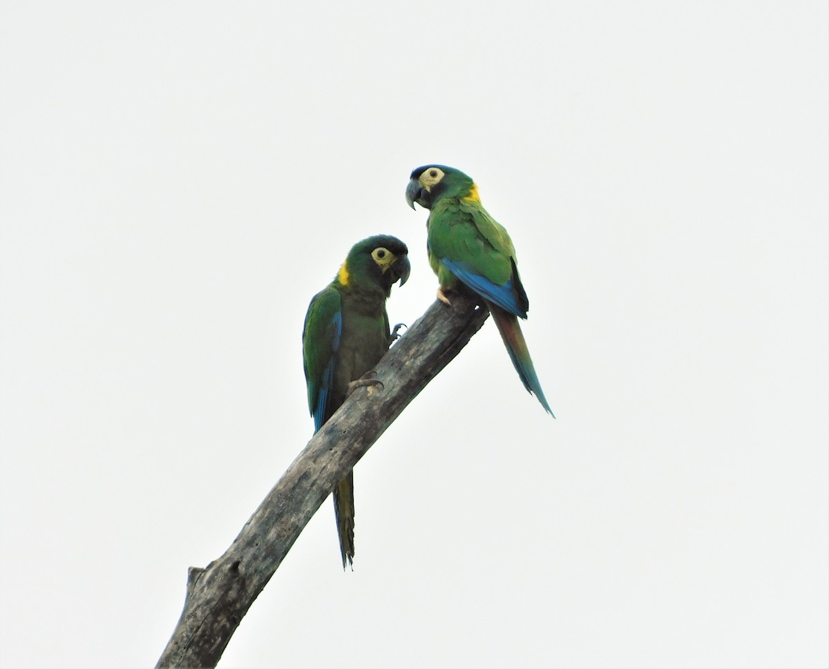 Yellow-collared Macaw - ML156651271