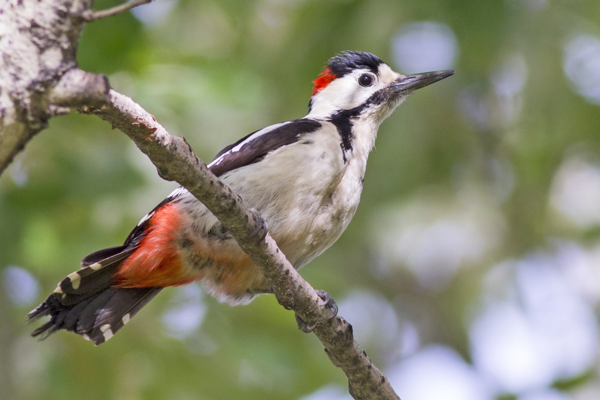 Syrian Woodpecker - ML156652231