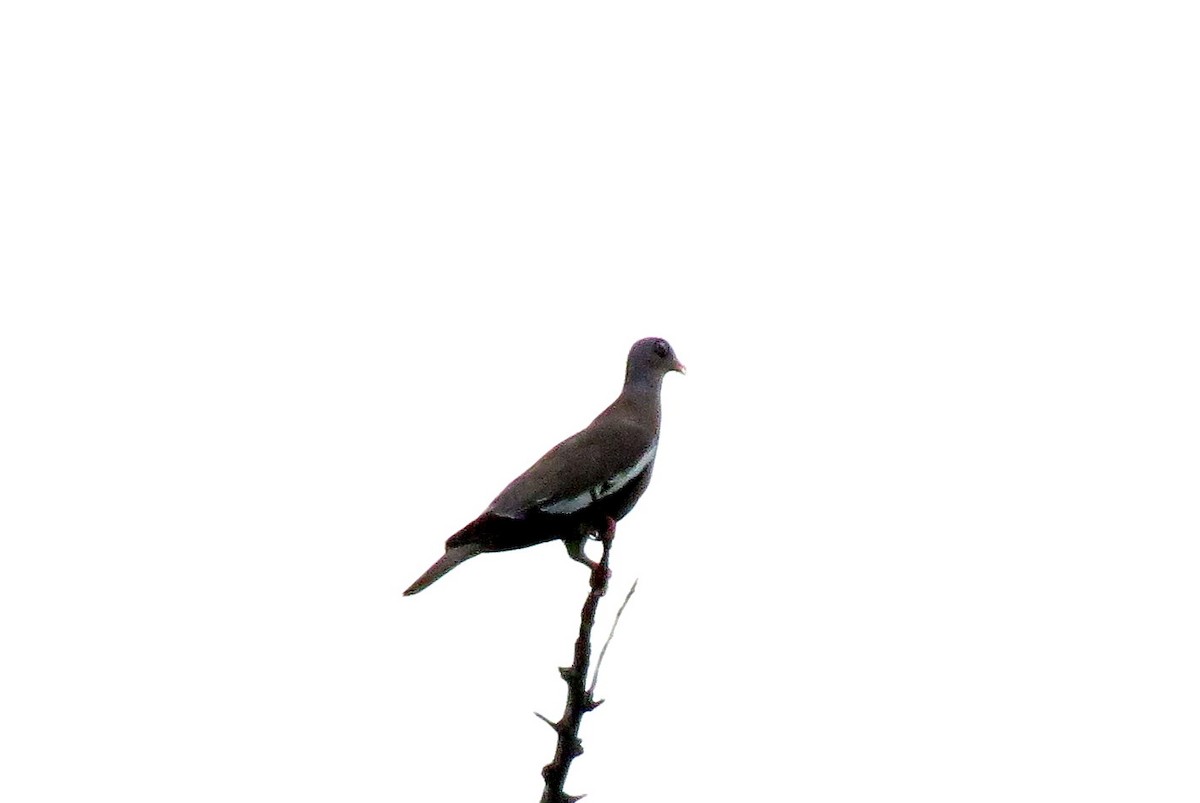 Bare-eyed Pigeon - ML156652351