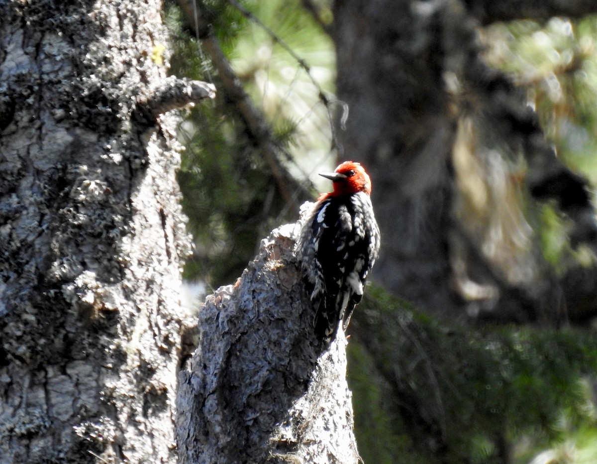 Red-breasted Sapsucker - ML156654291