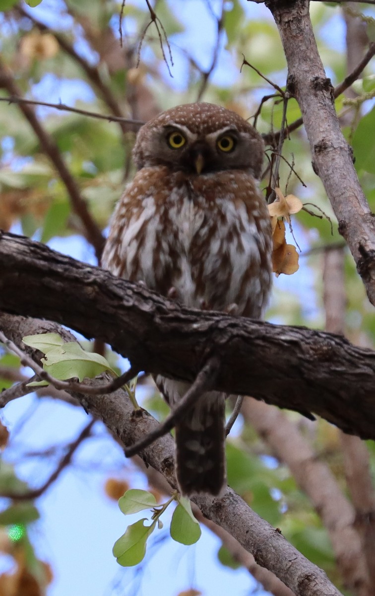 Pearl-spotted Owlet - Adam Kent