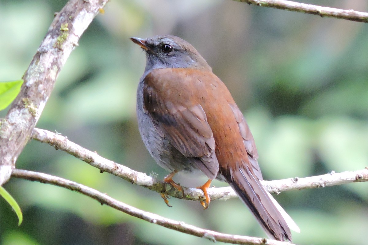Andean Solitaire - ML156656031