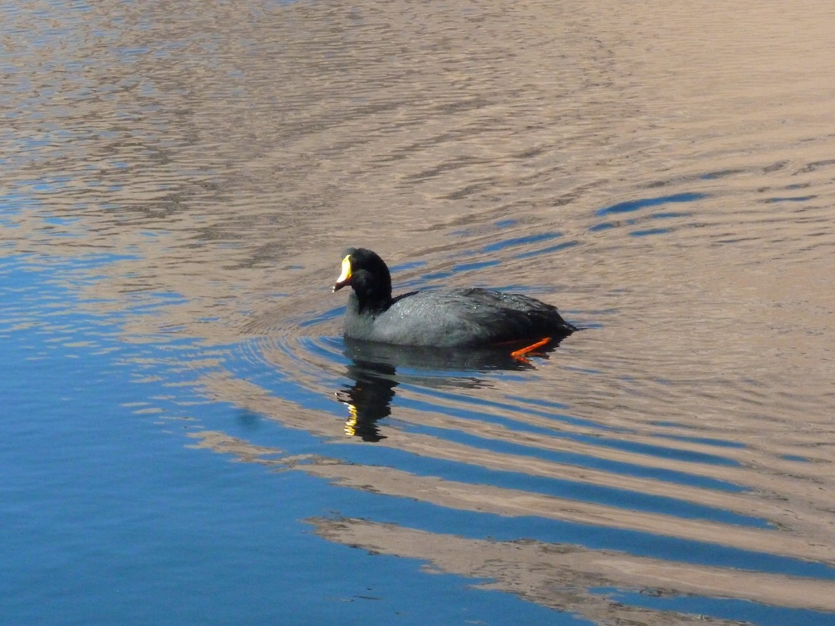 Giant Coot - ML156656331