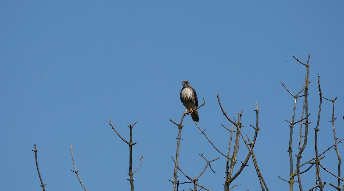 Red-tailed Hawk - ML156661361