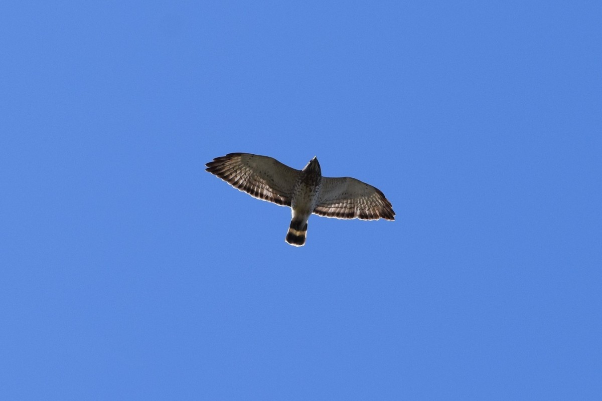 Broad-winged Hawk - ML156661451