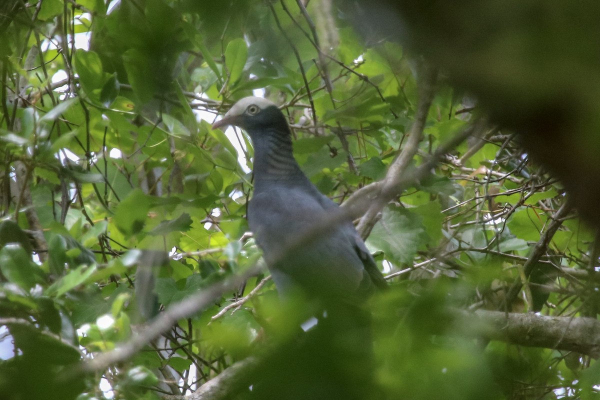 White-crowned Pigeon - ML156662701