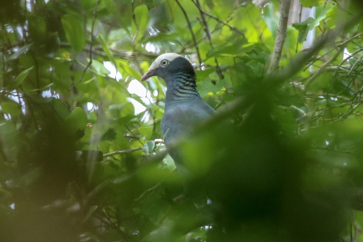 White-crowned Pigeon - ML156662841