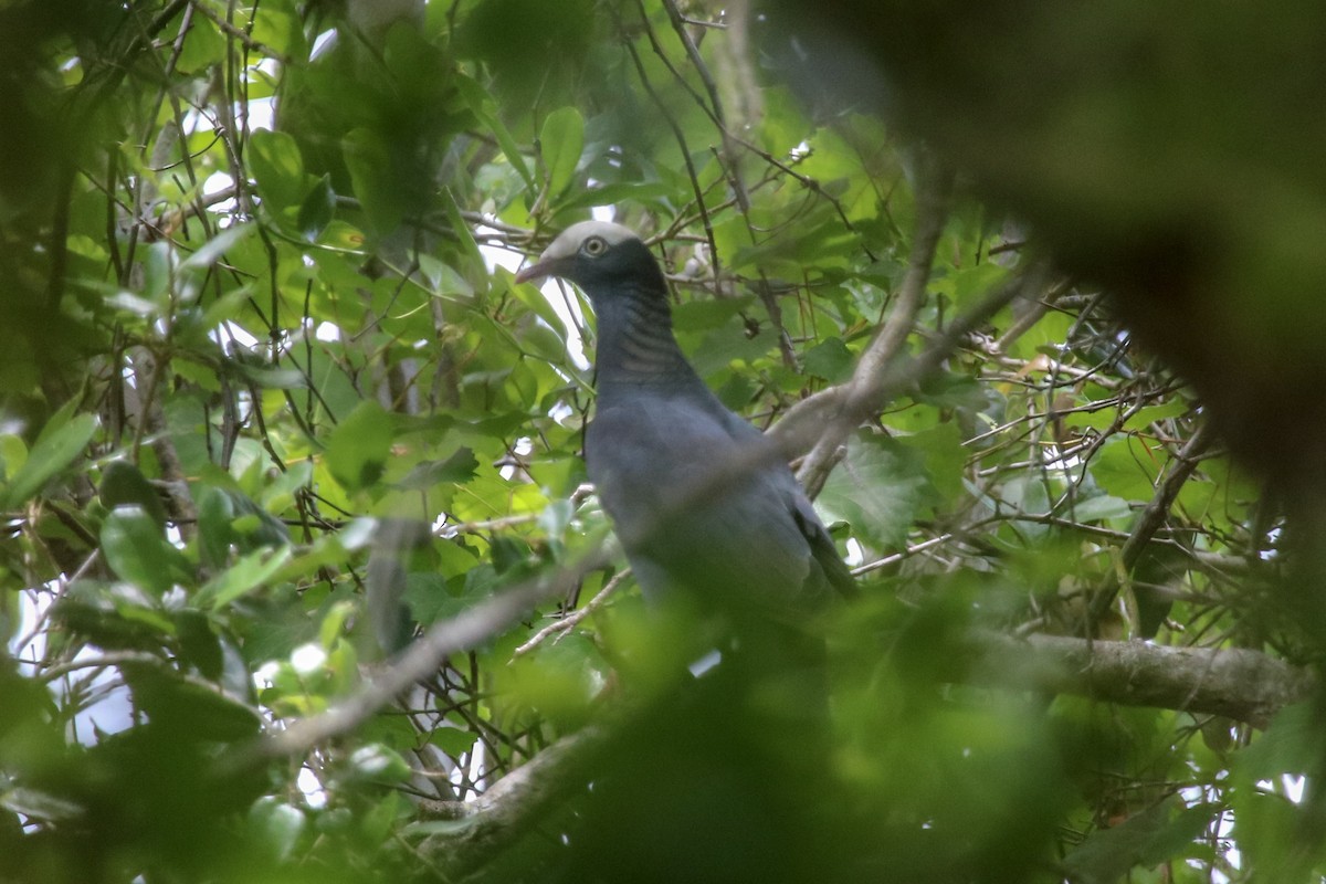 White-crowned Pigeon - Graham Williams