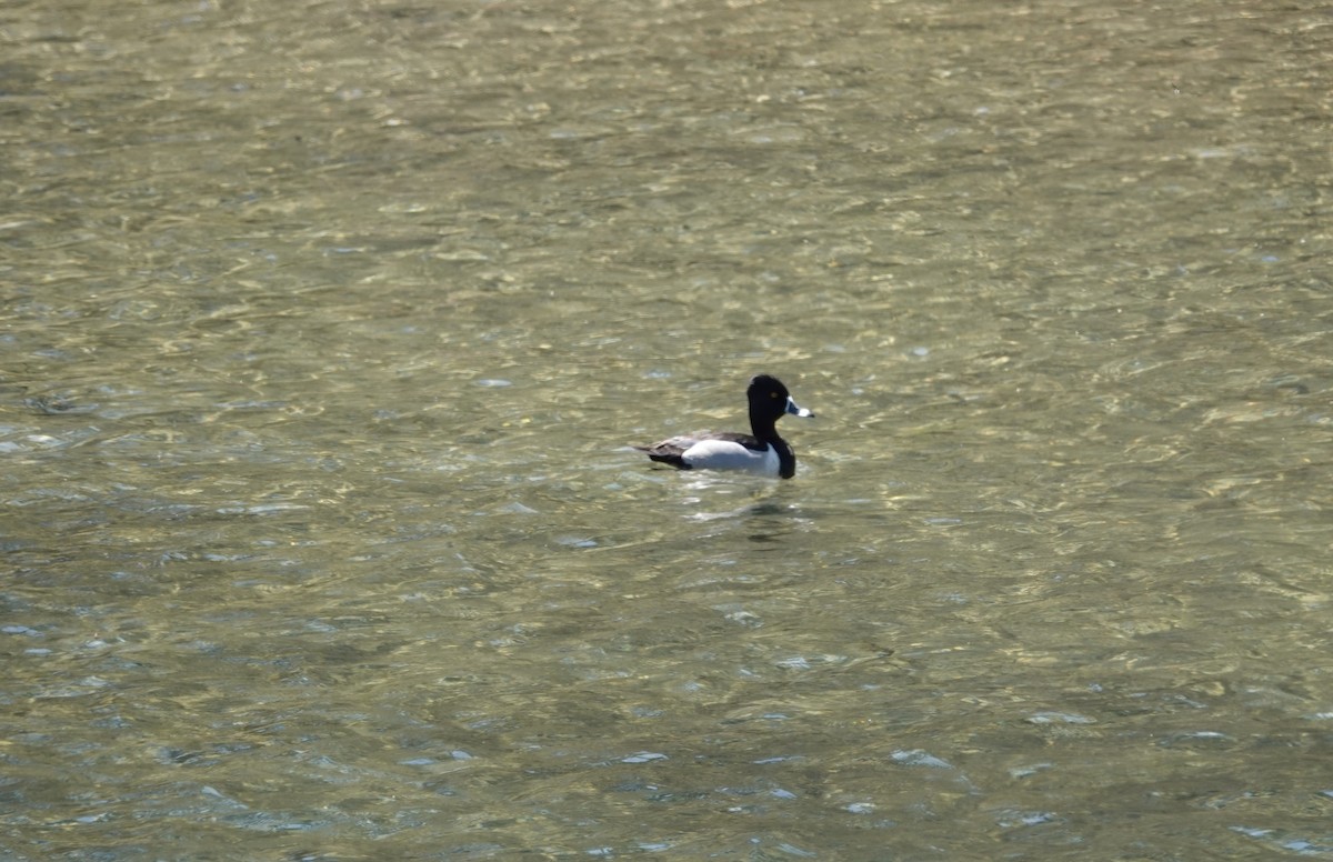 Ring-necked Duck - Lonnie Somer