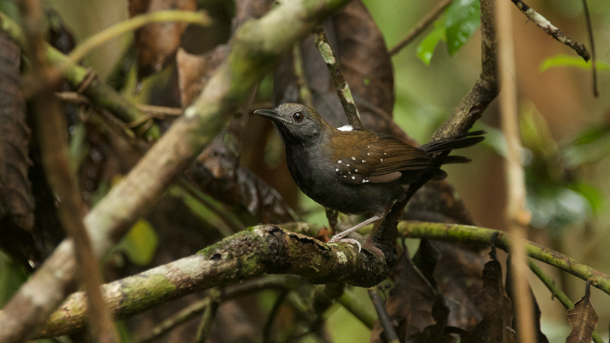 Black-throated Antbird - ML156665211