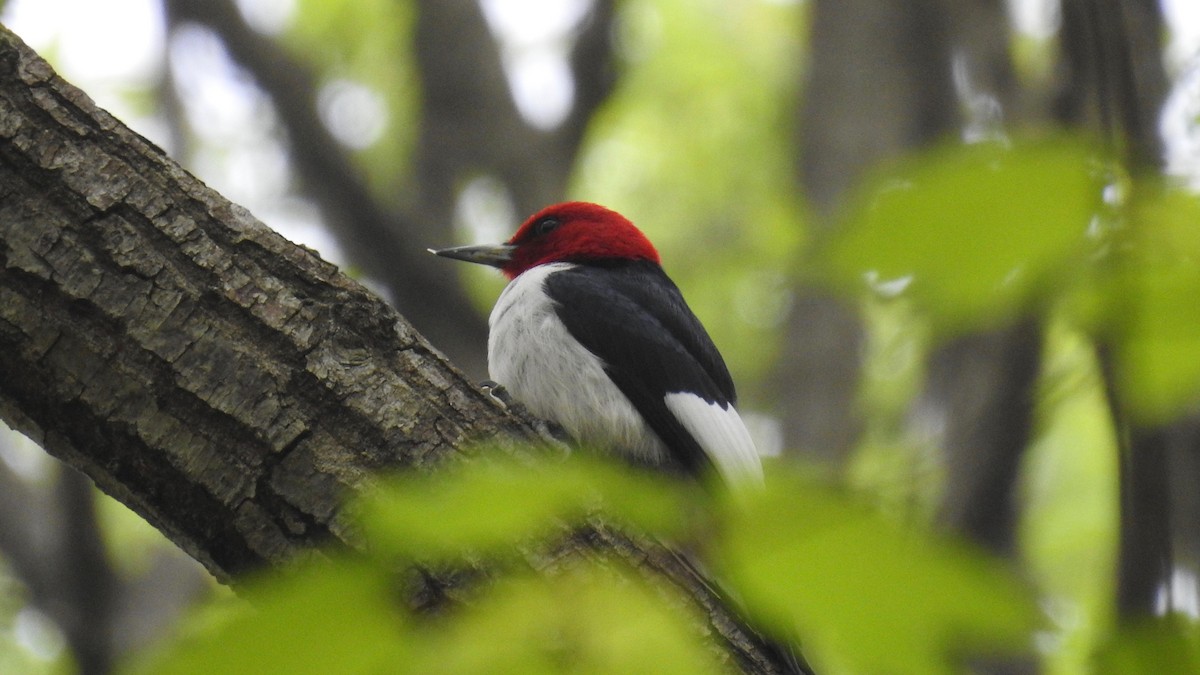 Red-headed Woodpecker - Keith Eric Costley