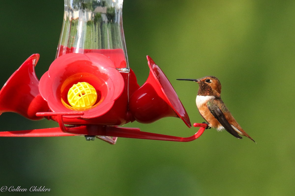 Rufous Hummingbird - Colleen Childers