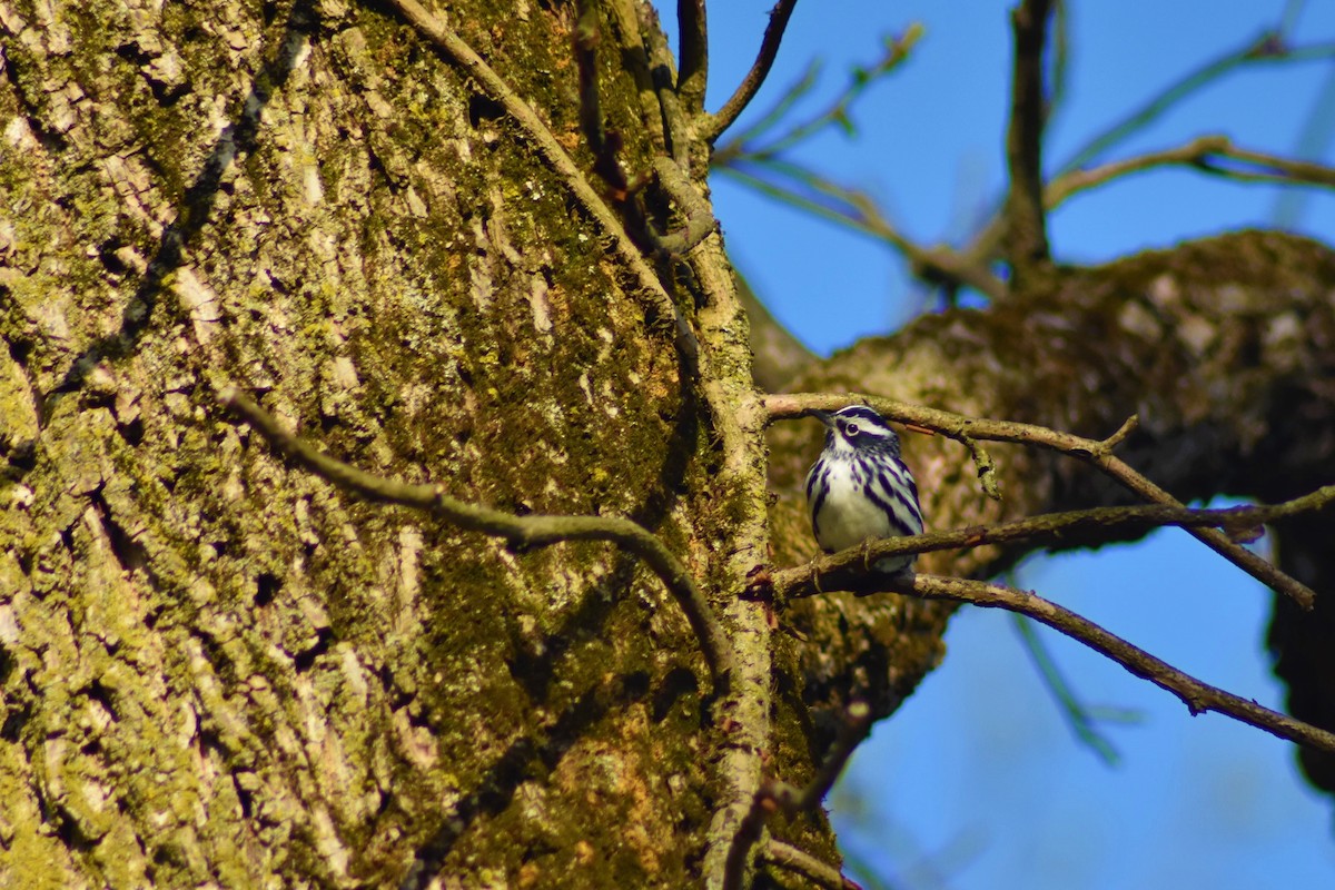 Black-and-white Warbler - ML156672011