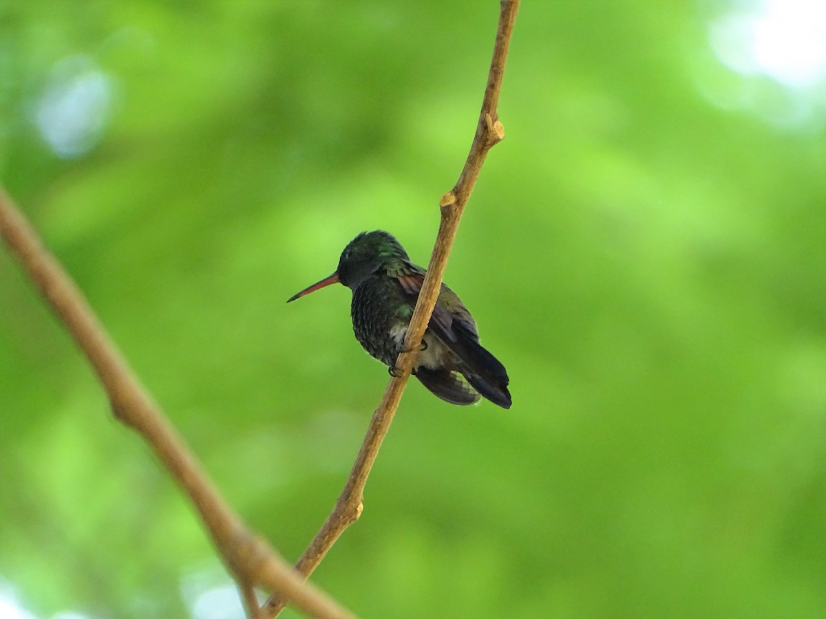 Blue-tailed Hummingbird - ML156673391
