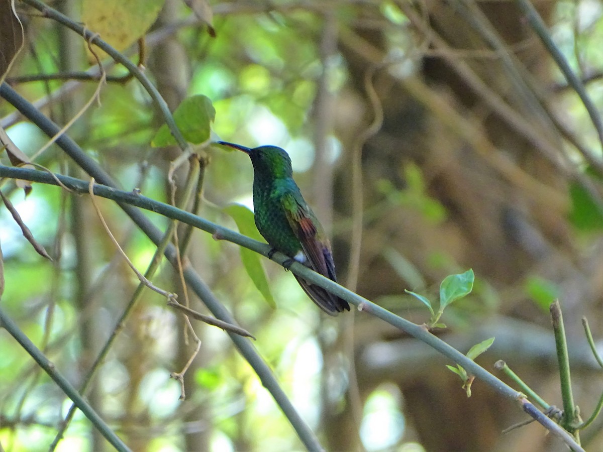 Blue-tailed Hummingbird - ML156673441