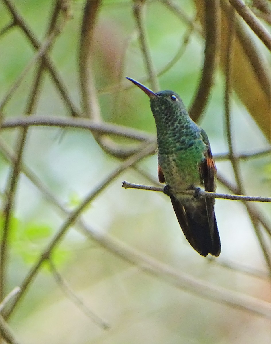 Blue-tailed Hummingbird - ML156676821