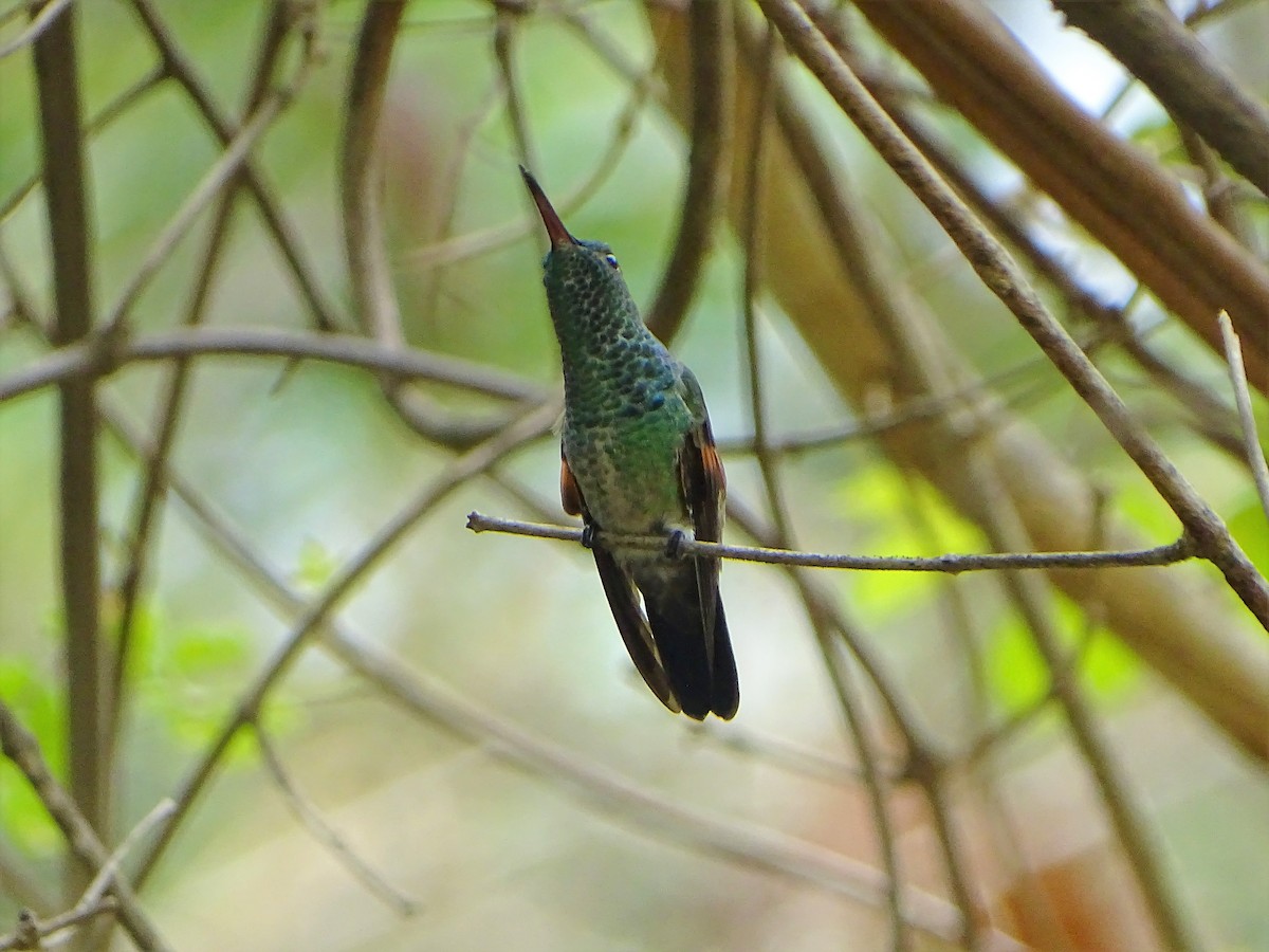 Blue-tailed Hummingbird - ML156676911