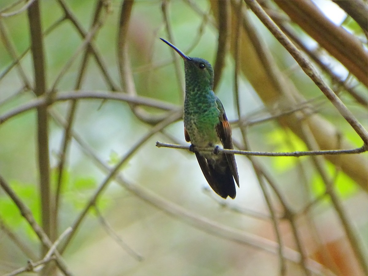 Blue-tailed Hummingbird - ML156676951
