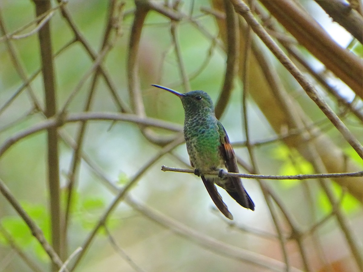Blue-tailed Hummingbird - ML156676991