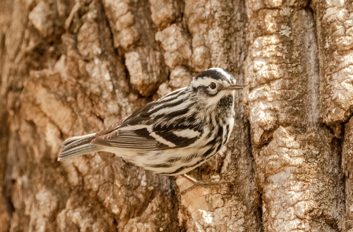 Black-and-white Warbler - ML156677101