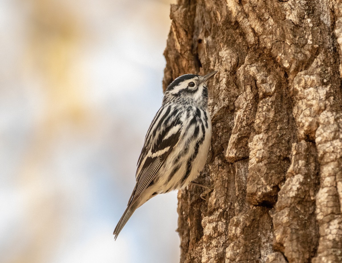 Black-and-white Warbler - ML156677131