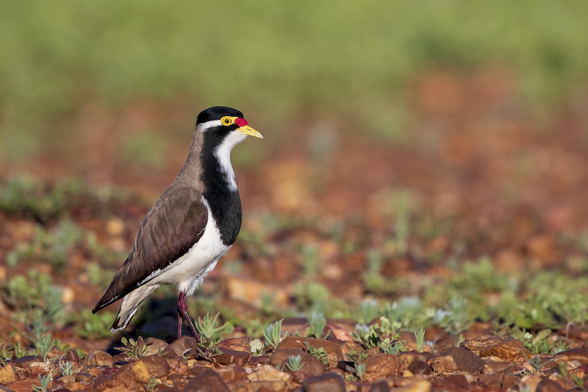 Banded Lapwing - ML156677371