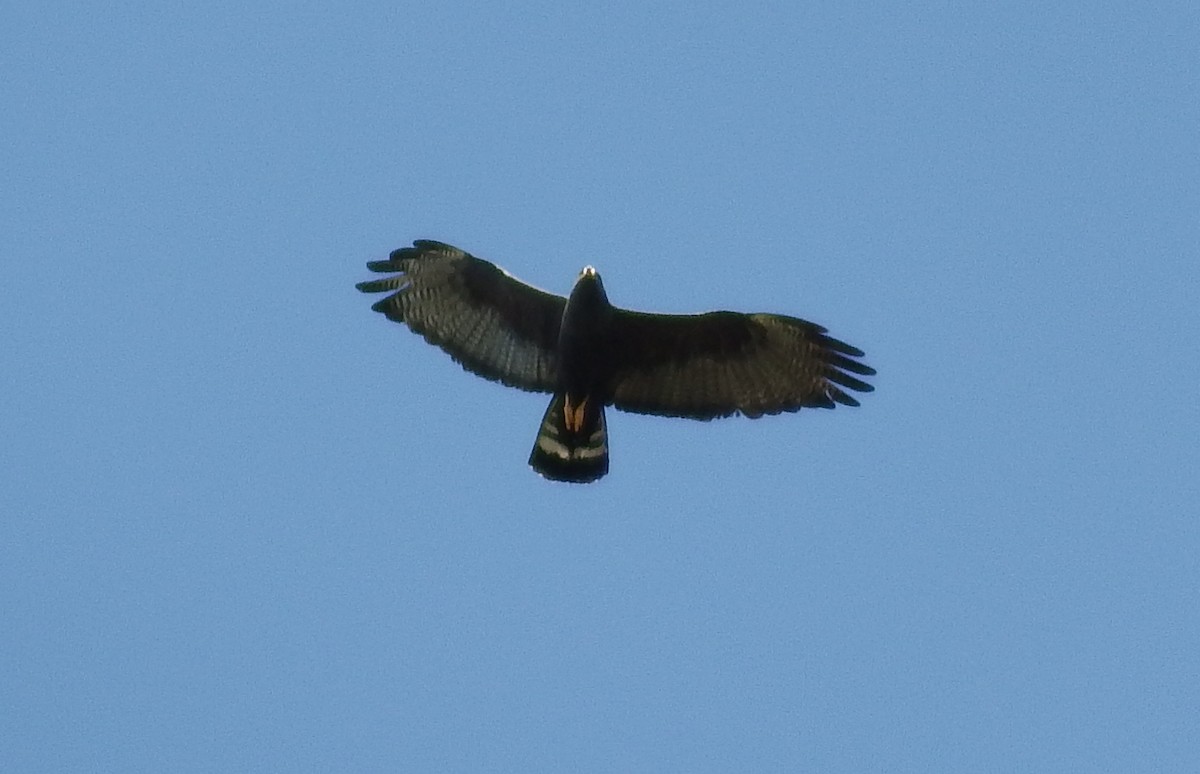 Zone-tailed Hawk - Tom Howe