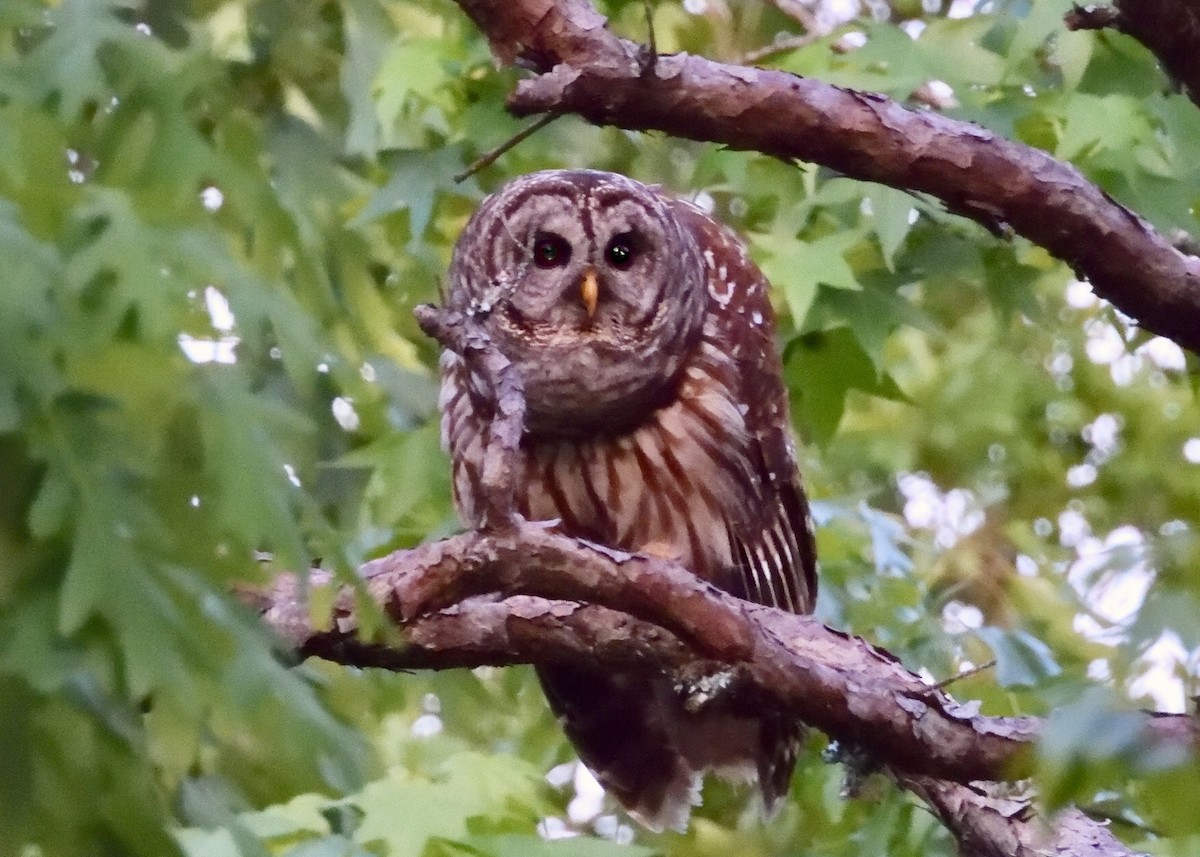 Barred Owl - ML156685821