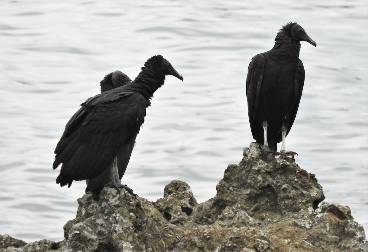 Black Vulture - ML156685891
