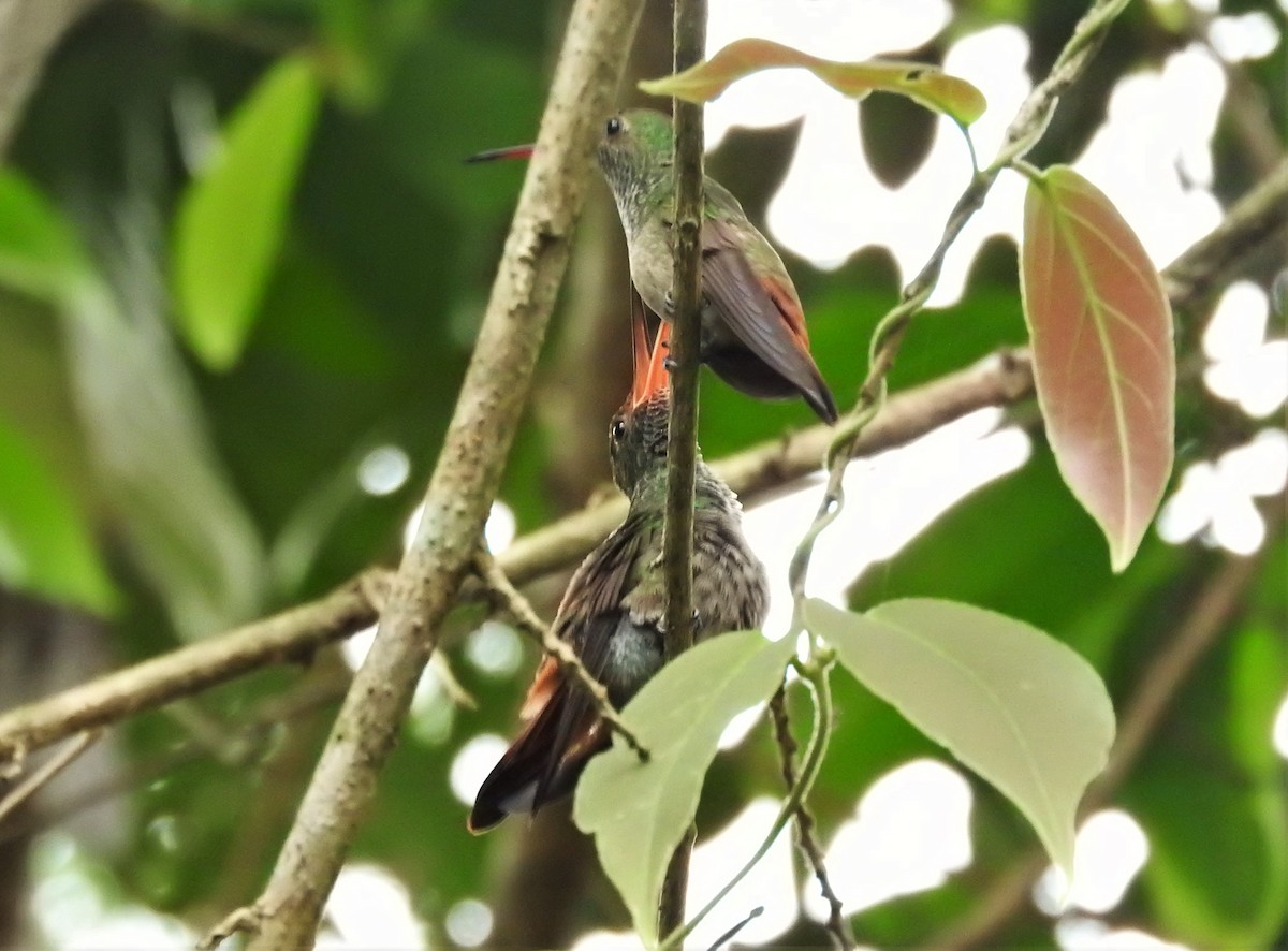 Rufous-tailed Hummingbird - ML156686061