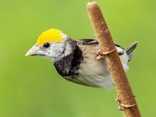 繁殖期雄鳥 - Ajinkya  Supekar - ML156686351