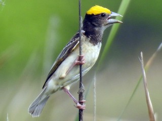 ノドグロコウヨウジャク - eBird