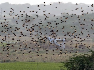 鳥群 - Kishore Bakshi - ML156686691