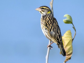雌鳥/非繁殖期雄鳥 - Vivek Rawat - ML156687731
