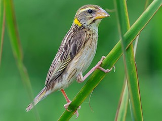 コウヨウジャク - eBird