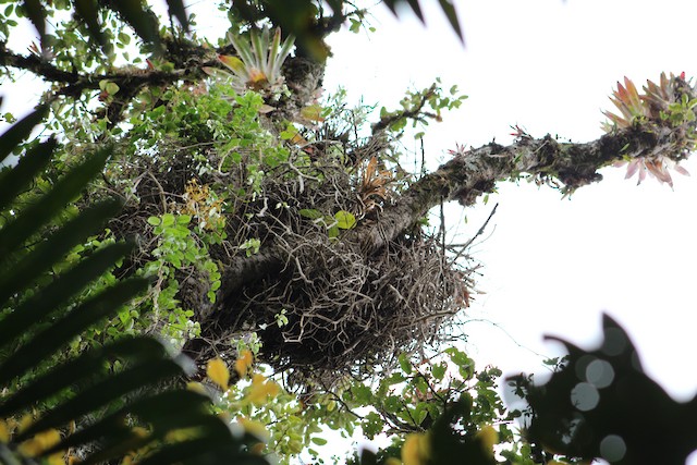 Nest. - Black-and-chestnut Eagle - 