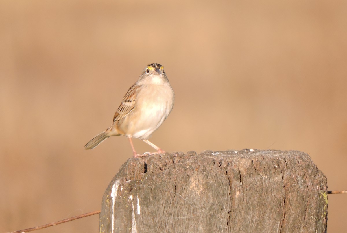 Grassland Sparrow - ML156692261