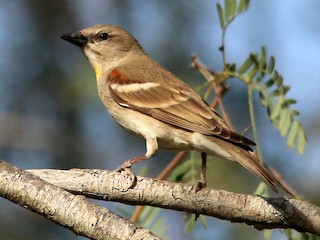  - Yellow-throated Sparrow