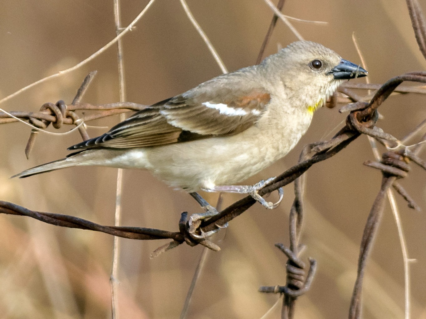 Yellowthroated Sparrow (Chestnutshouldered Petronia) eBird