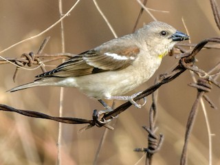 - Yellow-throated Sparrow