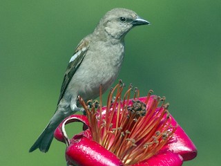  - Yellow-throated Sparrow