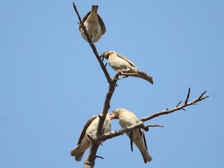  - Yellow-throated Sparrow