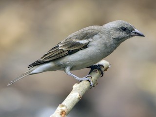 雌鳥 - Sachin Kumavat - ML156692881